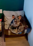 Barrel Dog bed NapaValleyBarrels